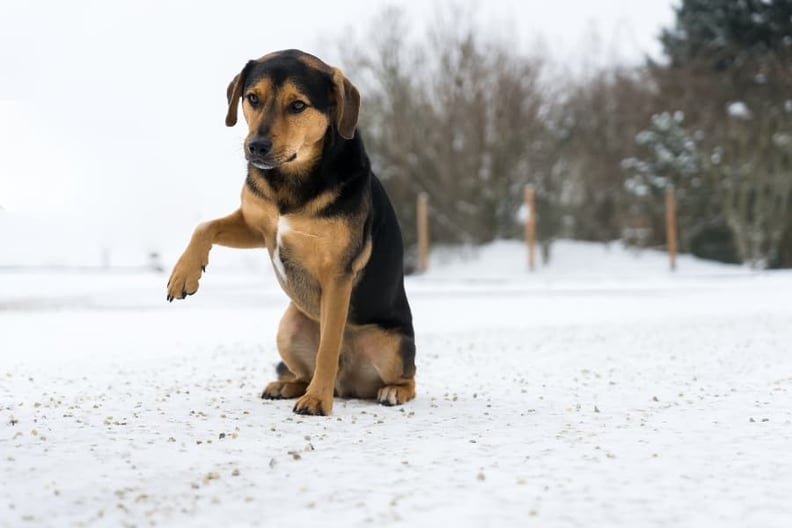 Dog paws raw from snow clearance